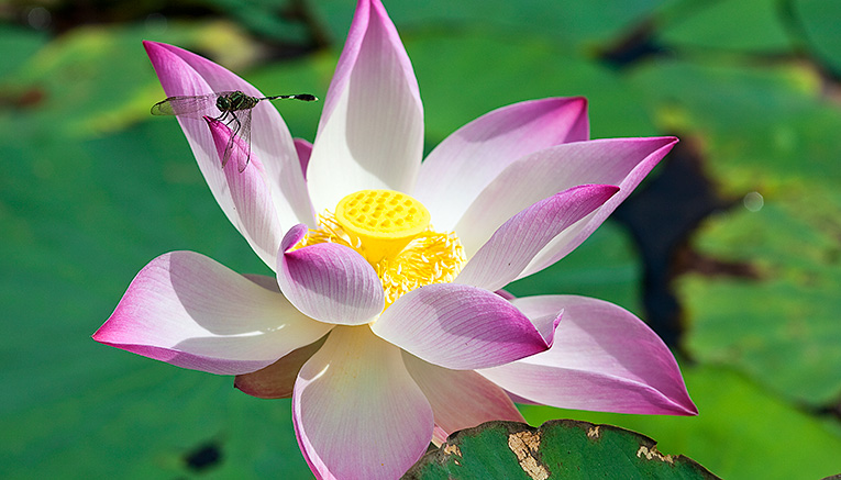 Wvii-vietnam-walking-11